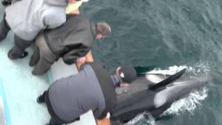 preview picture of video 'Whale Watching Dana Point Visitors | Only $15!'