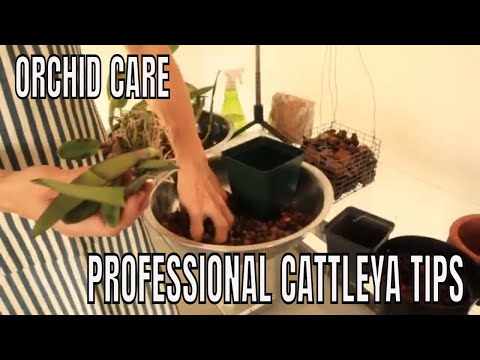 Repotting, Potting Up, and Transplanting Cattleya Orchids - A Step-by-Step Tutorial