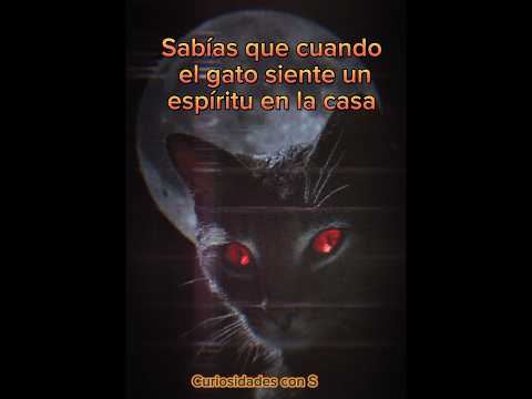 Por esto es bueno tener un gato en casa ...