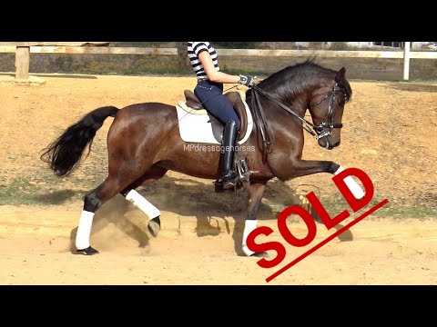 *SOLD* #MP216 | Andalusian PRE Mare 2012 - Approx 1.56 m
