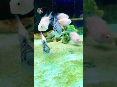 Video Thumb