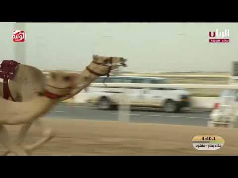 ش 13 (مهمه) لـ هجن الشحانية 9:01:99  ، مهرجان ختامي الشحانية 2026/04/24 إيذاع