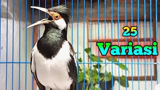 Download lagu Pancingan Jalak Suren Gacor 25 Variasi Ocehan - Masteran Suara Burung Jalak Agar Full Isian Mewah mp3