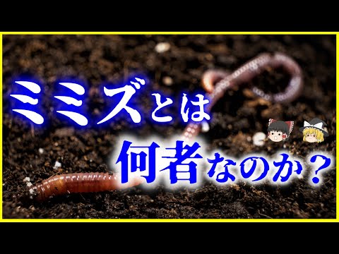 ミミズは何を食べますか?