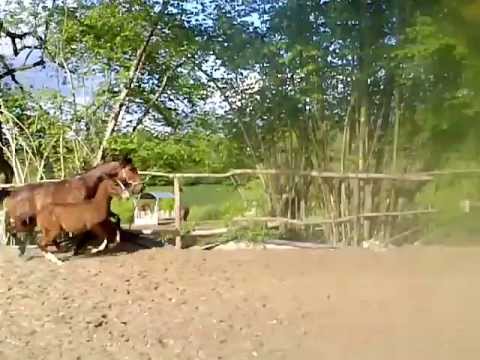 download lagu mp3 mp4 Abrigo Ohana Chanson Pour Marie, download mp3 Abrigo Ohana Chanson Pour Marie free downloadn, video klip Abrigo Ohana Chanson Pour Marie