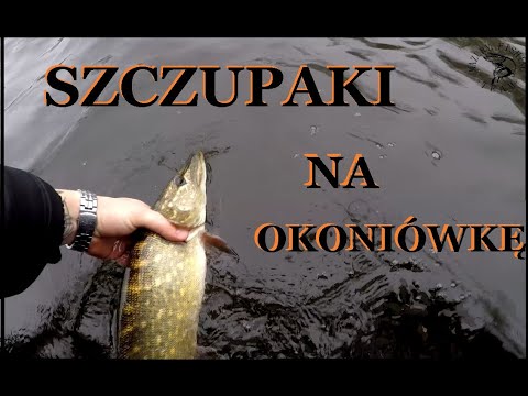 Szczupaki na zestaw okoniowy!