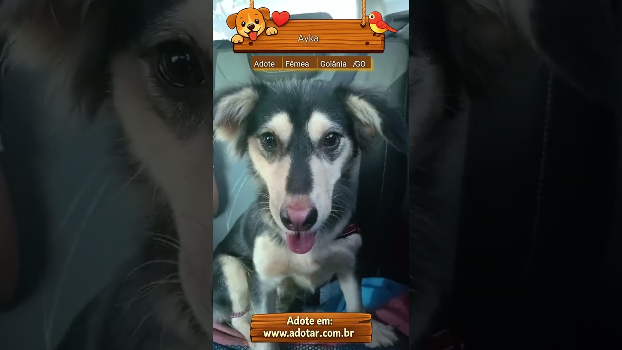 Cachorro raça SRD-ViraLata idade 2 anos nome Ayka