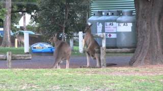 preview picture of video 'australia Roo Fight at camping.wmv'
