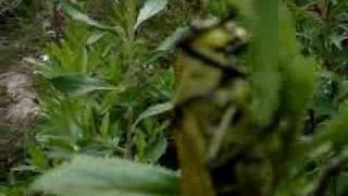 preview picture of video 'Alledgedly poisonous grasshopper'