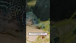 Corydoras Caught In The Act! #aquarium #fish #breeding