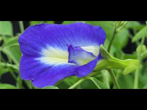 New flowers and food🍎🌸