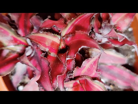 HOW TO PROPAGATE EARTH STAR PLANT/CRYPTANTHUS/ TERRESTRIAL BROMELIADS || REPOTTING EARTH STAR PLANT.