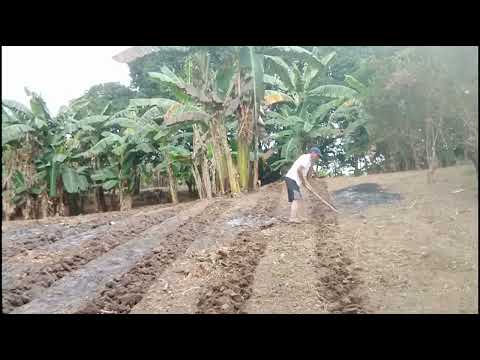 Land preparation for eggplant. PART 3