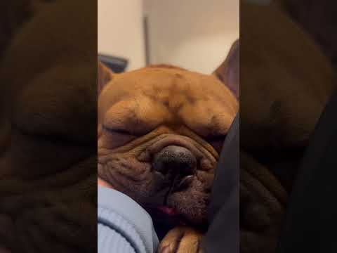 Frei atmend haben Sie gesagt … | #shortsvideo