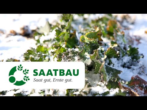 Winterraps Bestandesführung Februar 2021 | SAATBAU LINZ