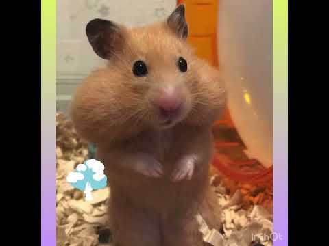 Animais engraçados 2021 cães e gatos #pets #memes #funnyvideo #animaisengraçados#angry #dog#cats