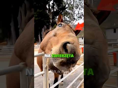 JAK ZWIERZĘTA WYGLĄDAJĄ Z INNYCH KĄTÓW?! 🤔🐴 #shorts