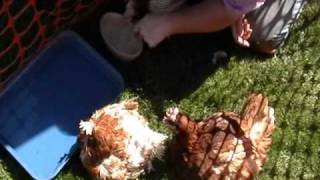 Rescued battery hens - Faith, Hope & Charity