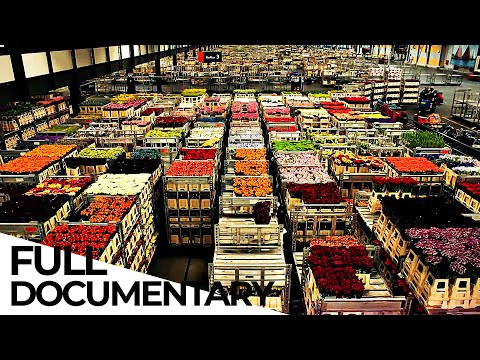 Billion Dollar Flower Market | ENDEVR Documentary