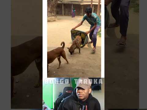 মানিকে চেনে মানিক 😂 হাসতে হাসতে আমি শেষ 😂🤣 #comedy #funny #trending #viral #reels #shorts