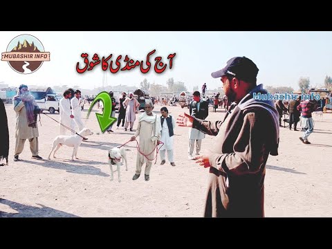 Kohat Dog Market Visit After a Long Time | Latest Dog Breeds | Last Sunday Dog Mandi video