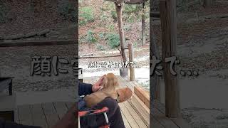 #shorts  毎日のルーティン（デッキでくつろぐ ）#カニンヘンダックス #ミニチュアダックス #犬のいる暮らし #古民家 #dachshund