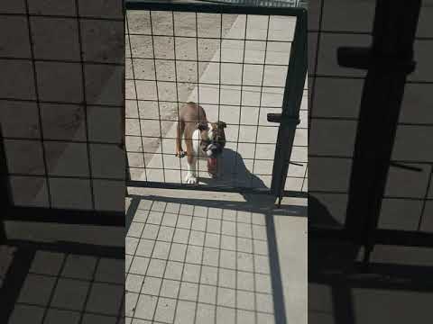 Bulldog puppy for sale