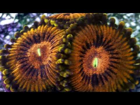20 best zoanthids