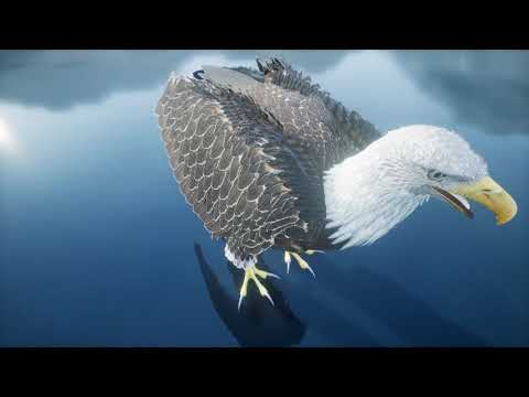 Bald eagle in landscape