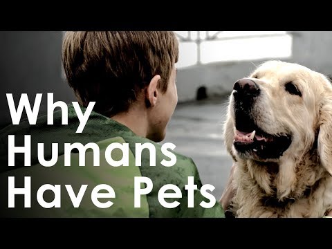 What Pets Teach Us About Life - Why Humans Like Having Pets