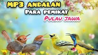 Download lagu Suara Pikat Burcil Andalan Para Pemikat pulau Jawa mp3