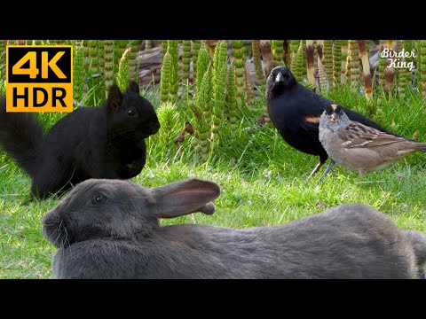 Videos for Cats to Watch 😺📺 Cute Birds, Squirrels, Bunnies on the Green Grass 🐰 8 Hours(4K HDR)