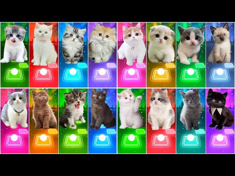 ALL CUTE CATS PT.3 - JISOO FLOWER - IMAGINE DRAGONS - BTS   WELLERMAN - WAKA WAKA - BLOODY MARY