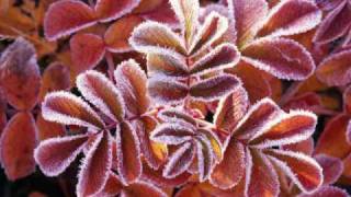 Captivated Shawn McDonald