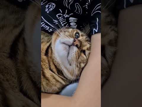 Кот отвечает 
