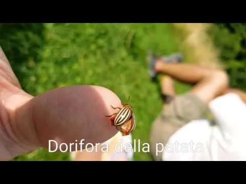 Dorifora della patata