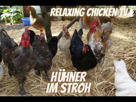 Hühner im Stroh - Entspannungsvideo - Naturgeräusche