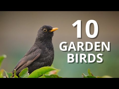 10 Common Garden Birds – Learn Their Looks and Sounds