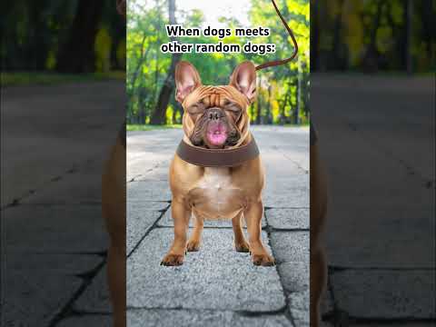 Dogs always be beefing for no reason 😭