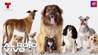 Los Diez Perros Más Robados en Estados Unidos