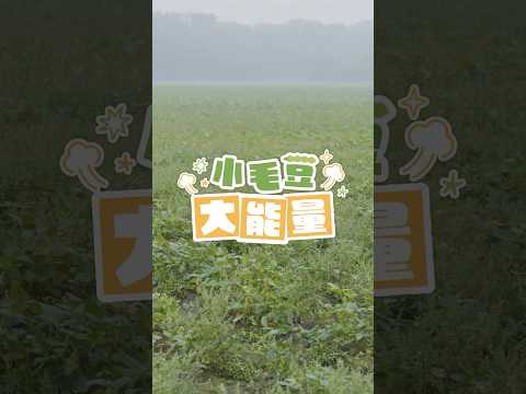 小毛豆大能量-毛豆保存