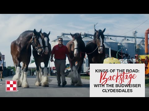Behind the Scenes with the Budweiser Clydesdales
