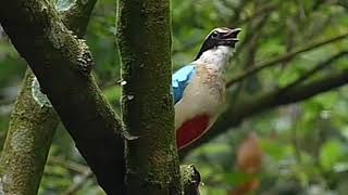 Download lagu Budiadari,cpt Ridwan z mp3