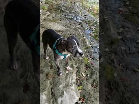 koves first creek stomp