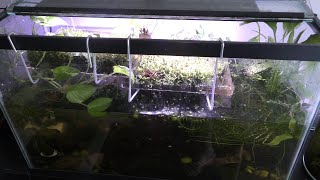 Growing live food in aquarium
