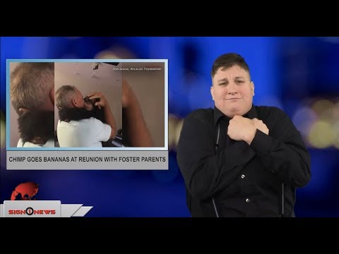 Chimp goes bananas at reunion with foster parents (ASL - 7.4.18)