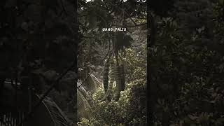 Download lagu kembang pete #youtubeshorts #oi #iwanfals mp3