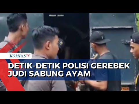 Judi Sabung Ayam Digerebek! Polisi Sita Barang Bukti 7 Ayam dan Puluhan Motor