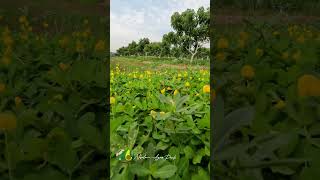 Download lagu Arachis Pintoi Kebun Alpukat #ndalemagropark #buah #alpukat #fruit #pertanian mp3