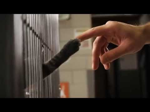 Animal Humane Society